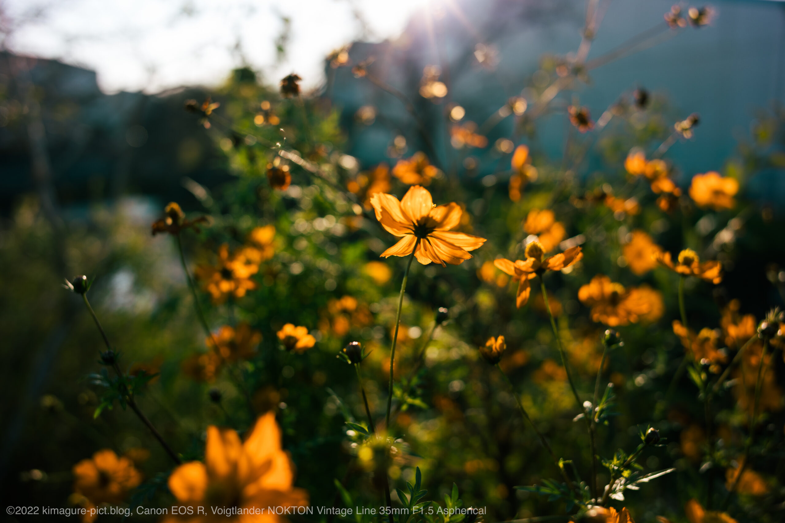 NOKTON Vintage Line 35mm F1.5 Aspherical Type II VM レビュー1